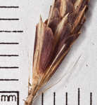 Baltzell's sedge